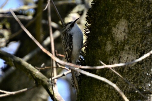 Agateador euroasiático (Certhia familiaris)