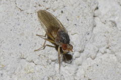 Pseudolyciella