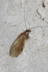 Hemerobius nitidulus