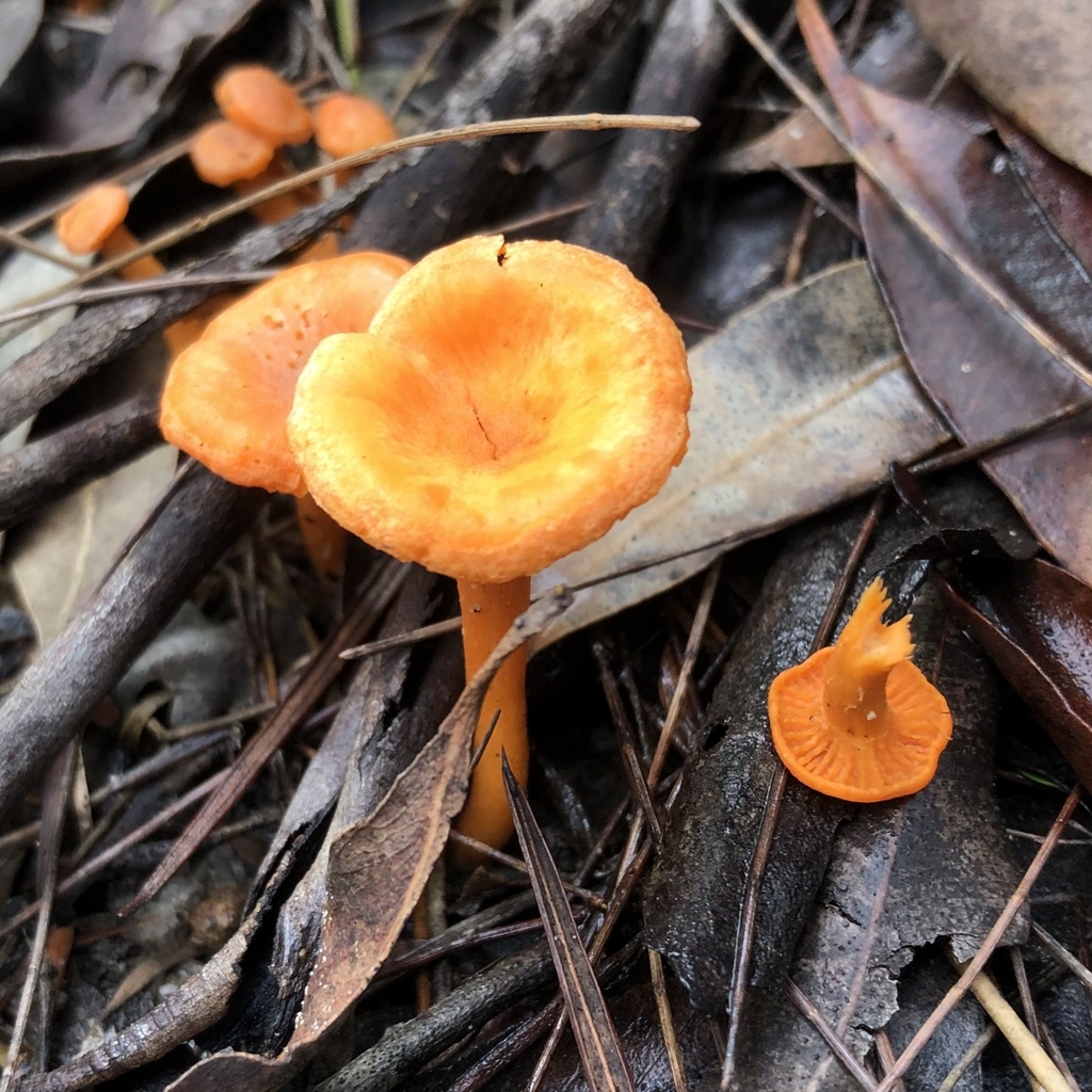 Australian chanterelle from Lane Cove National Park, Marsfield, NSW, AU