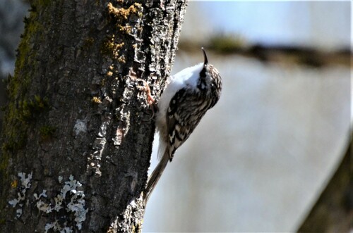 Agateador euroasiático (Certhia familiaris)