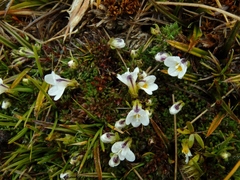 Euphrasia integrifolia