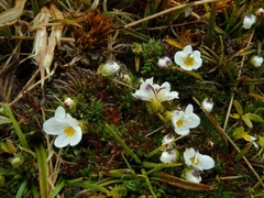 Euphrasia integrifolia