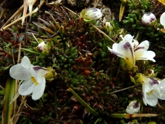 Euphrasia integrifolia