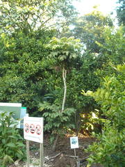 Davidsonia jerseyana