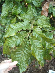 Davidsonia jerseyana