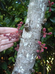 Davidsonia jerseyana