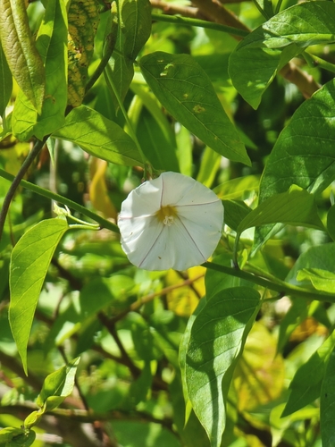 Image of Convolvulus massonii by (c) Vítor Jorge, some rights reserved (CC BY)