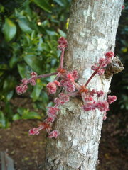 Davidsonia jerseyana