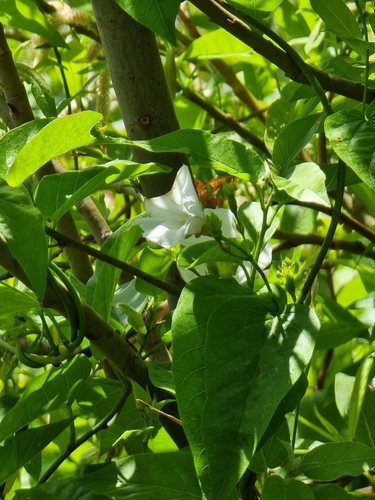 Image of Convolvulus massonii by (c) Vítor Jorge, some rights reserved (CC BY)