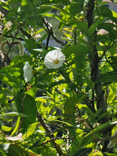 Image of Convolvulus massonii by (c) Vítor Jorge, some rights reserved (CC BY)