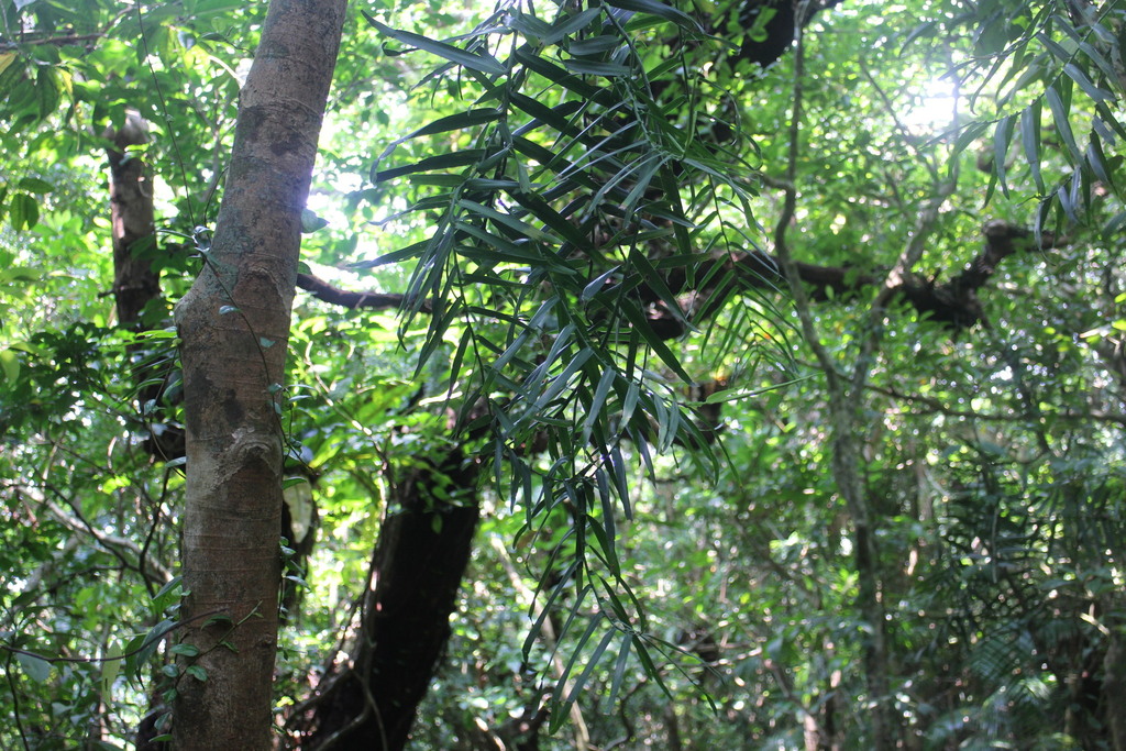 Pothoidium lobbianum