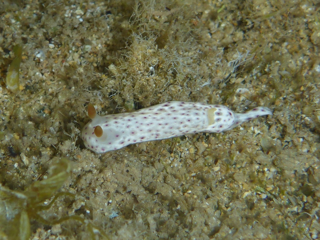 Blurred Spot Rainbow Dorid