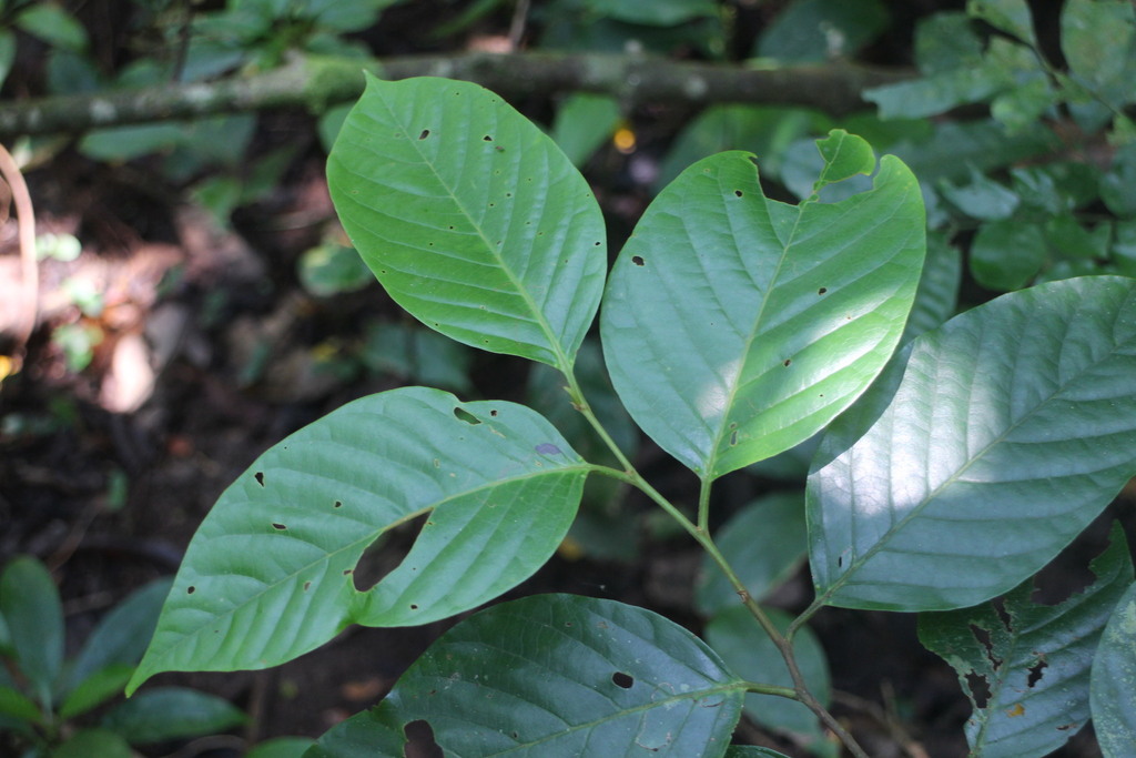 Prunus grisea