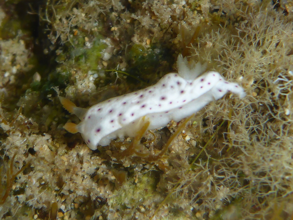 Blurred Spot Rainbow Dorid