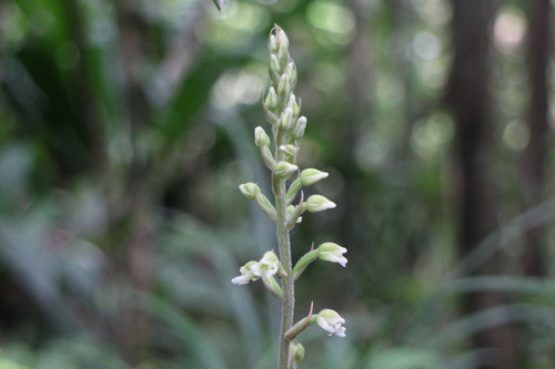 Zeuxine odorata iNat (1)