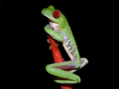 Red-Eyed Treefrog photo 4