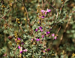Dalea frutescens