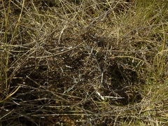 Coprosma elatirioides