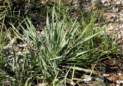 Yucca arkansana
