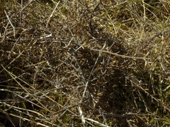 Coprosma elatirioides