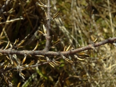 Coprosma elatirioides