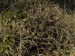 Coprosma elatirioides