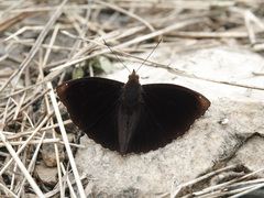 Rohana tonkiniana