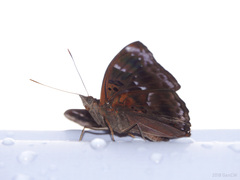 Rohana tonkiniana
