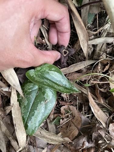 Asarum nipponicum iNat (1)