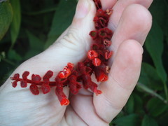 Salvia confertiflora