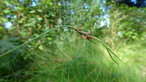 Vlei Clubrush (Ficinia fastigiata)
