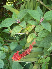 Salvia confertiflora