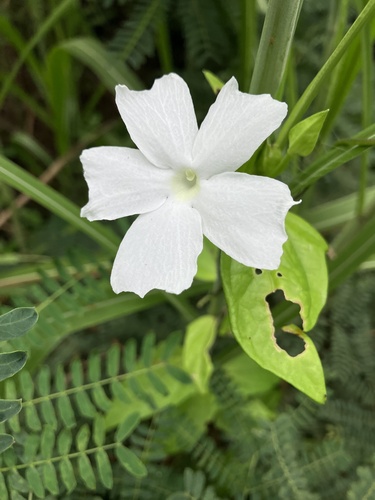 Thunbergia fragrans image