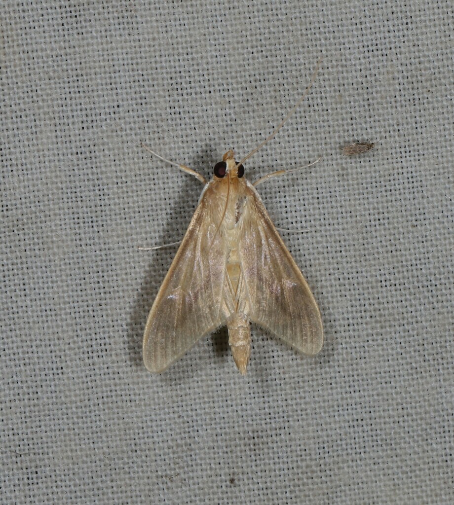Circobotys occultilinea