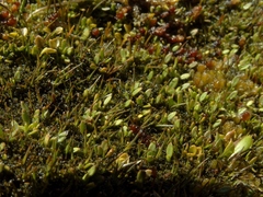 Actinotus novae-zelandiae