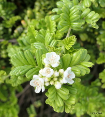 Osteomeles anthyllidifolia