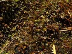 Actinotus novae-zelandiae