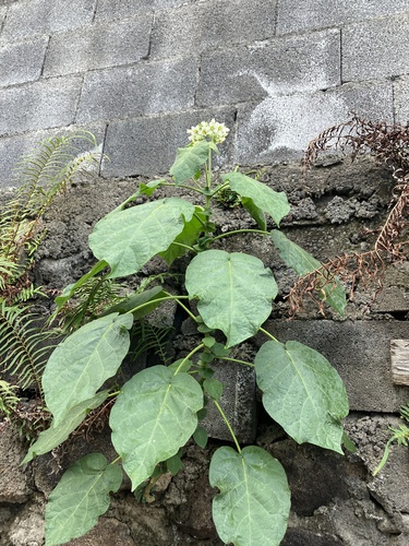 Solanum abutiloides image