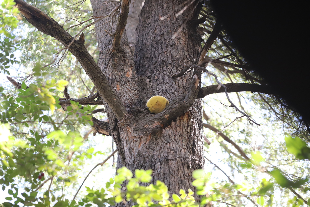 Laetiporus portentosus · April 2023 · photo: © steven-cyclist (iNaturalist, cc-by)