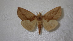 Calyptra thalictri