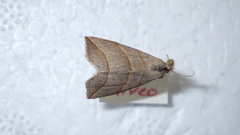 Colobochyla salicalis