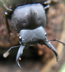 Dorcus rectus rectus