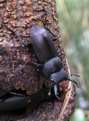 Dorcus rectus rectus