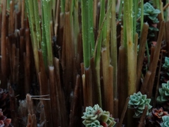 Chionochloa acicularis