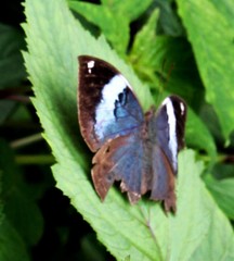 Kallima horsfieldii
