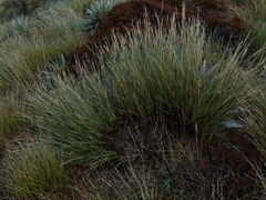Chionochloa acicularis