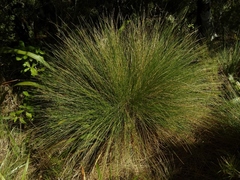 Chionochloa acicularis