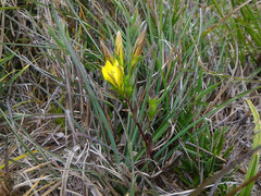 Gentiana scabrida