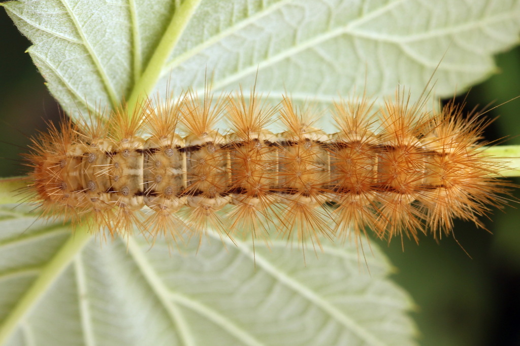 Buff Ermine